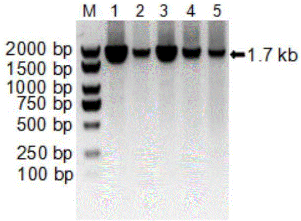 PCV2 strain infectious cloning construction kit and method based on in-vitro rolling circle replication