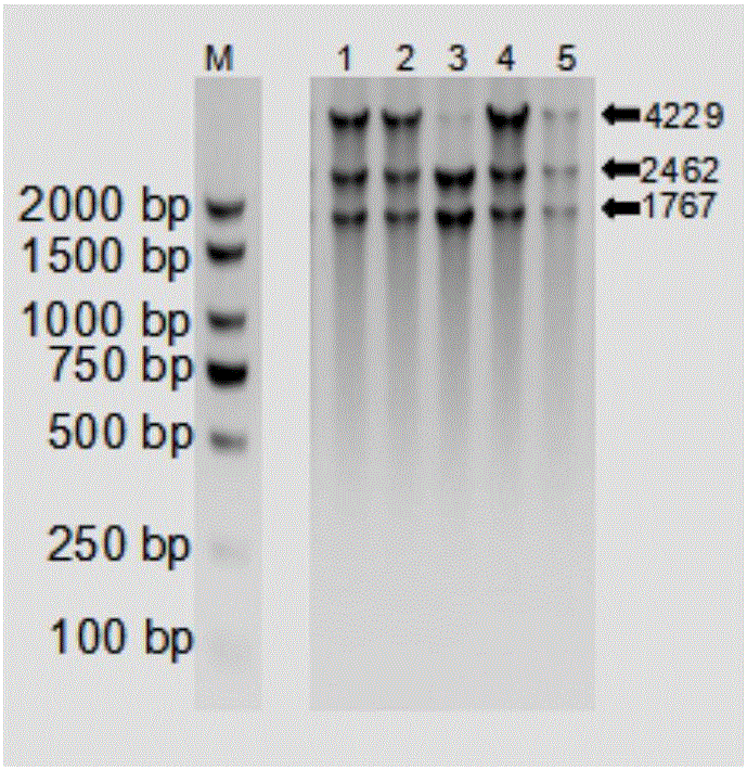 PCV2 strain infectious cloning construction kit and method based on in-vitro rolling circle replication