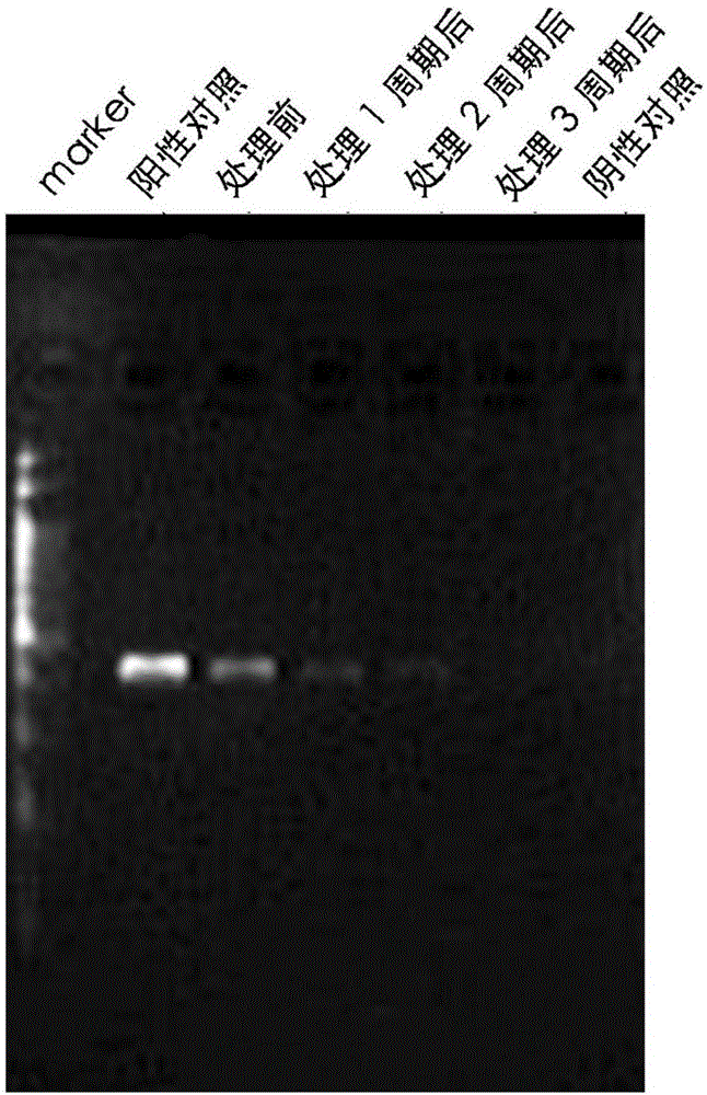 Reagent, kit and treatment for treating mycoplasma contamination