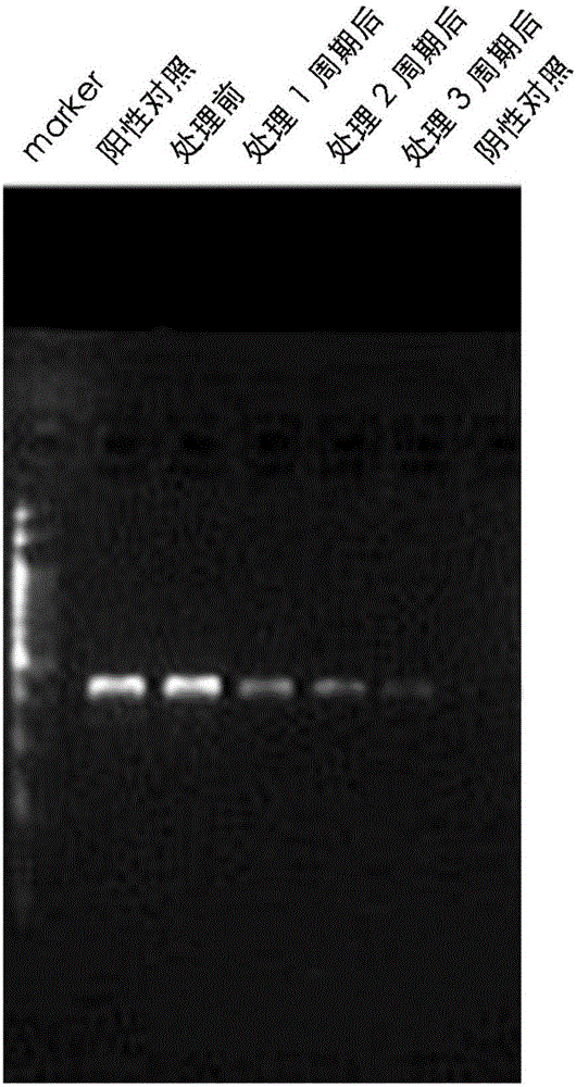 Reagent, kit and treatment for treating mycoplasma contamination