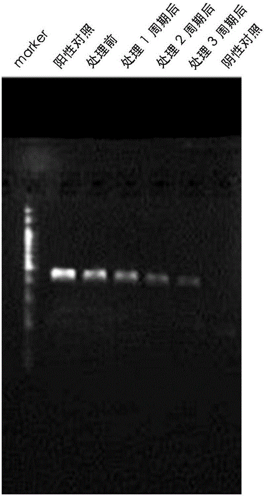 Reagent, kit and treatment for treating mycoplasma contamination