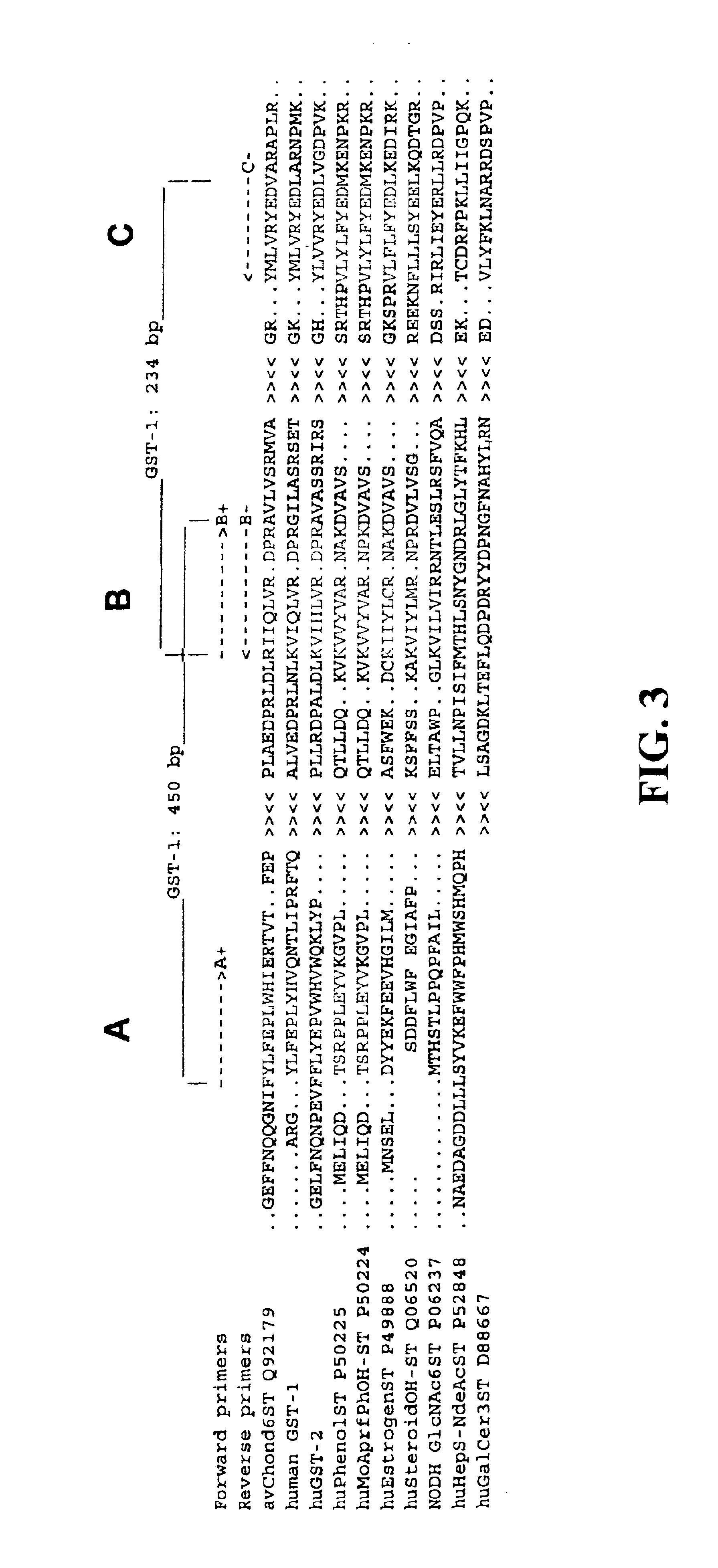 Methods of inhibition using glycosyl sulfotransferase-3