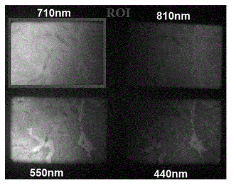 Multispectral image textural feature-based beef tenderness detection device and method thereof