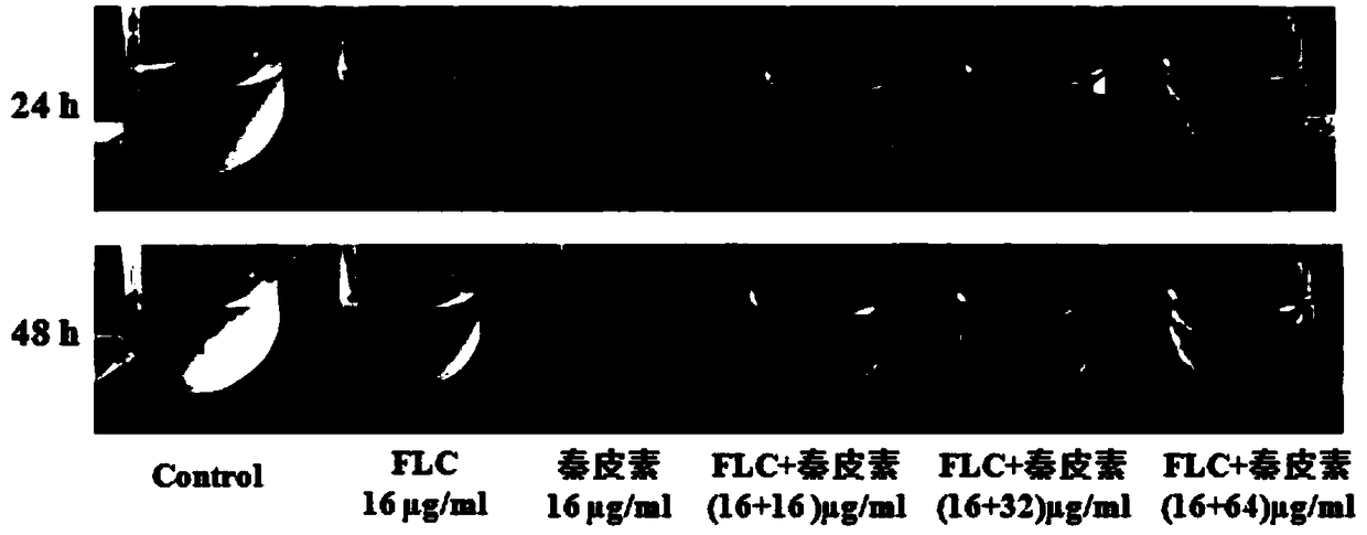 Antifungal application of fraxetin