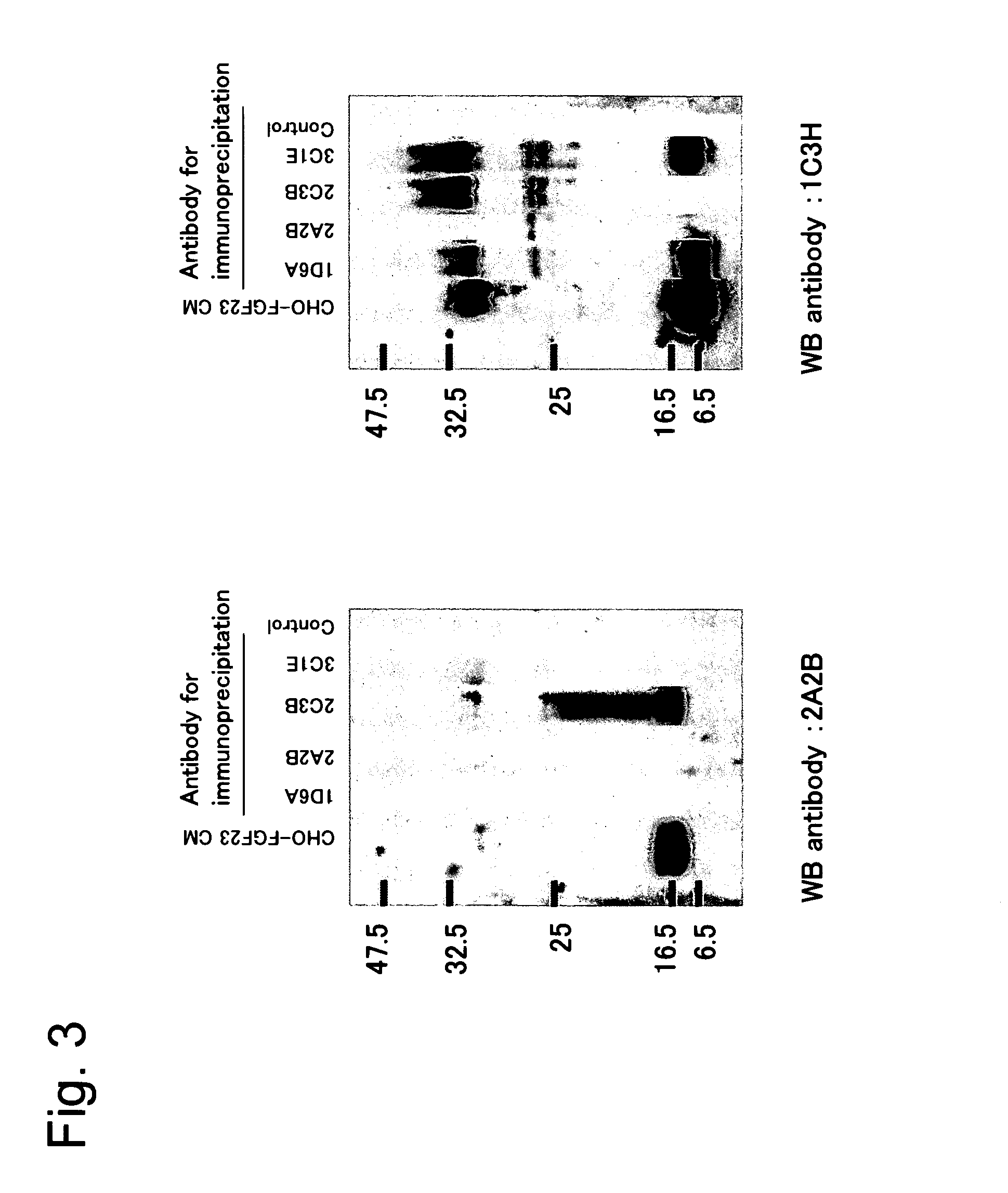 Antibody against fibroblast growth factor-23