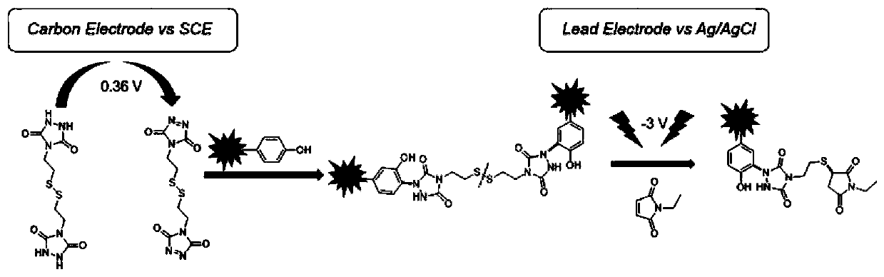 Method for constructing protein three-dimensional structure based on specific cross-linked tyrosine