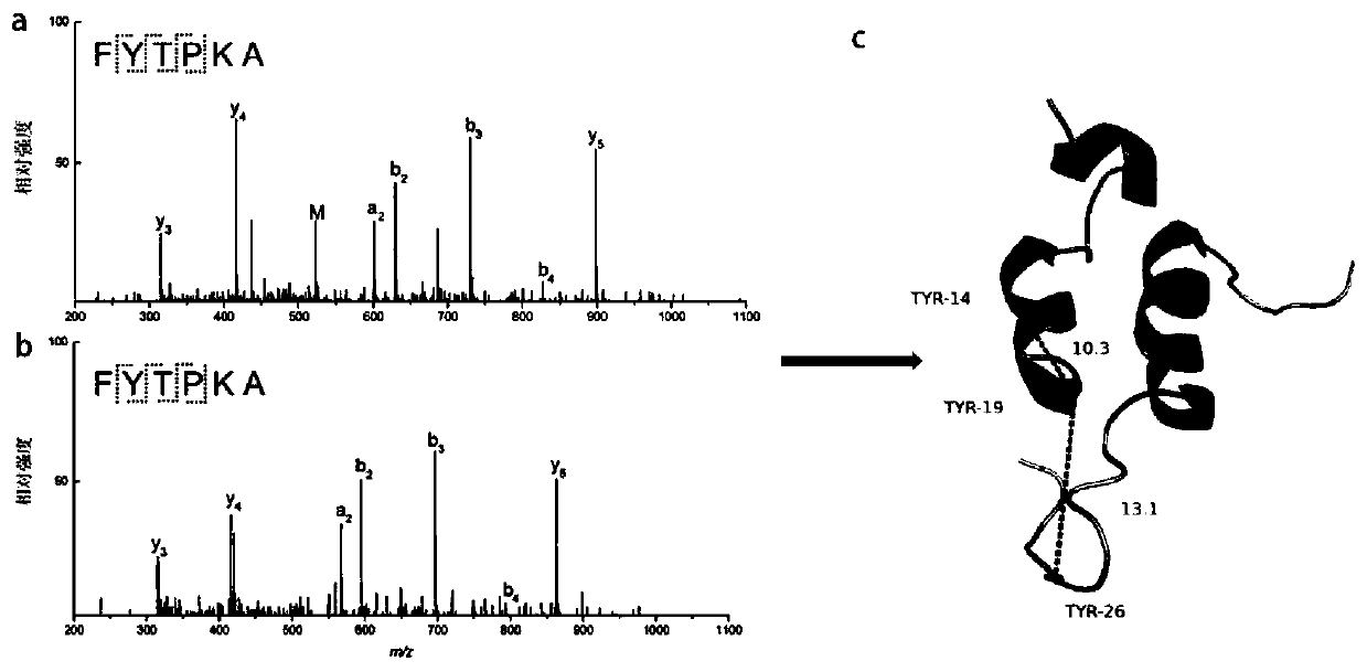 Method for constructing protein three-dimensional structure based on specific cross-linked tyrosine