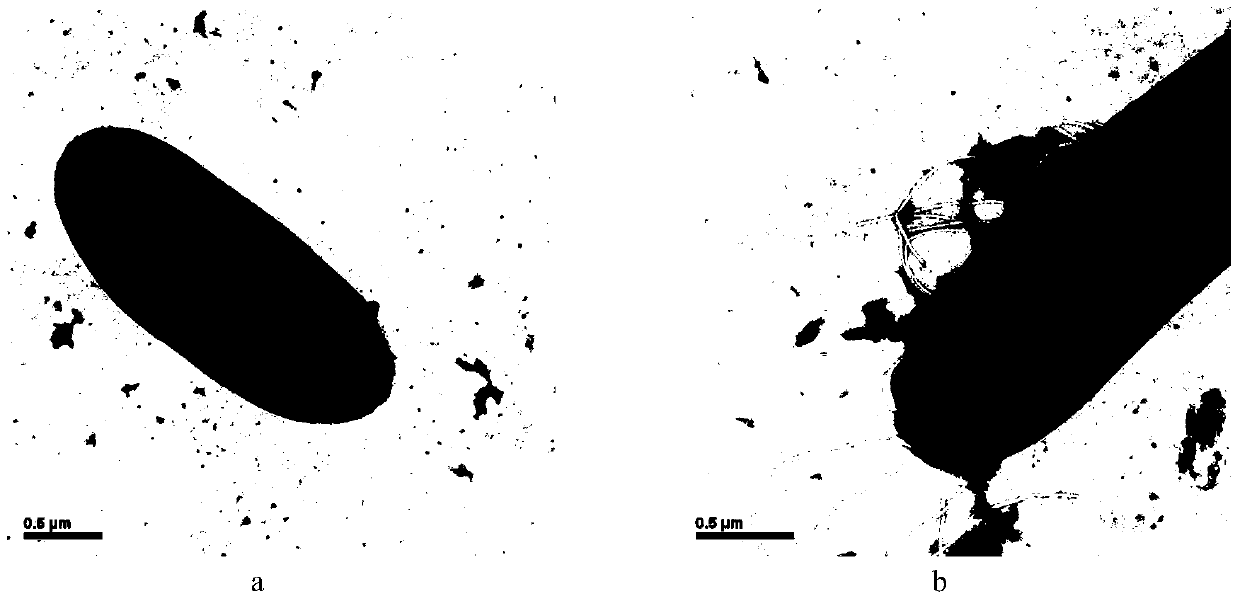 Paenibacillus d7 and its application in degrading cellulose