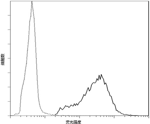 Pichia pastoris wall protein gcw28 and its surface display system and construction method