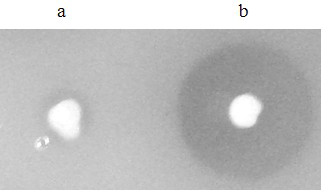 Pichia pastoris wall protein gcw28 and its surface display system and construction method