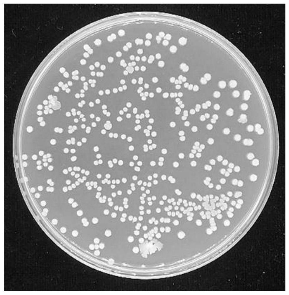 Tetracycline-degrading Bacillus Velez and its magnetically immobilized microbial composite material and its application