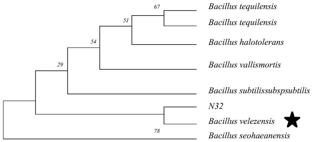 Tetracycline-degrading Bacillus Velez and its magnetically immobilized microbial composite material and its application