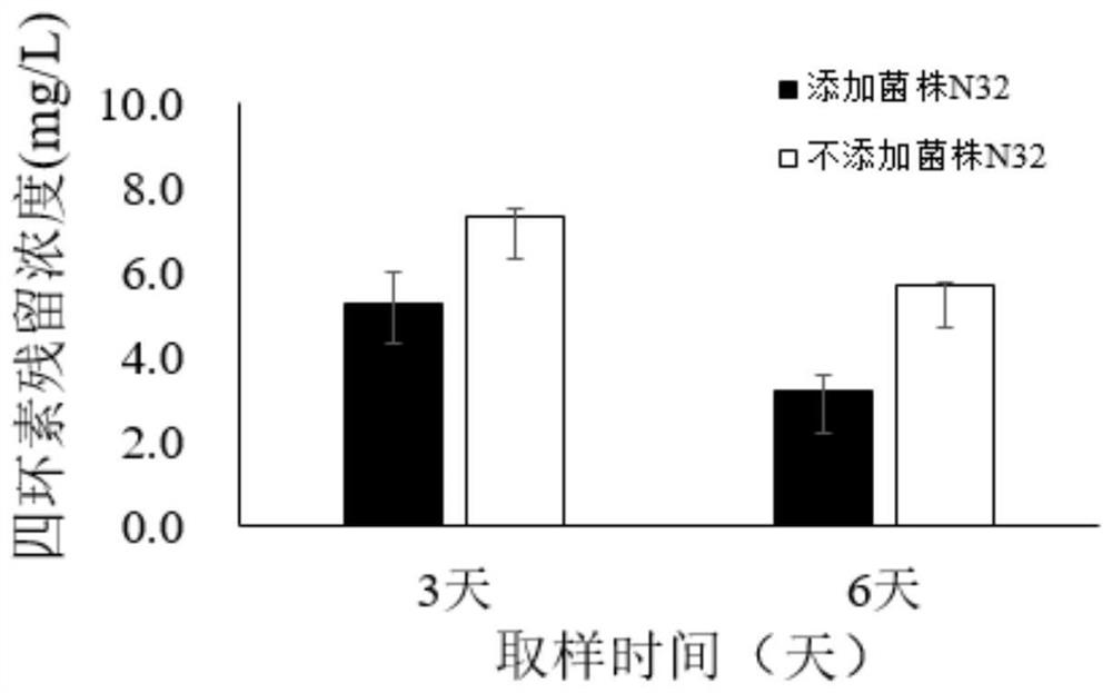 Tetracycline-degrading Bacillus Velez and its magnetically immobilized microbial composite material and its application