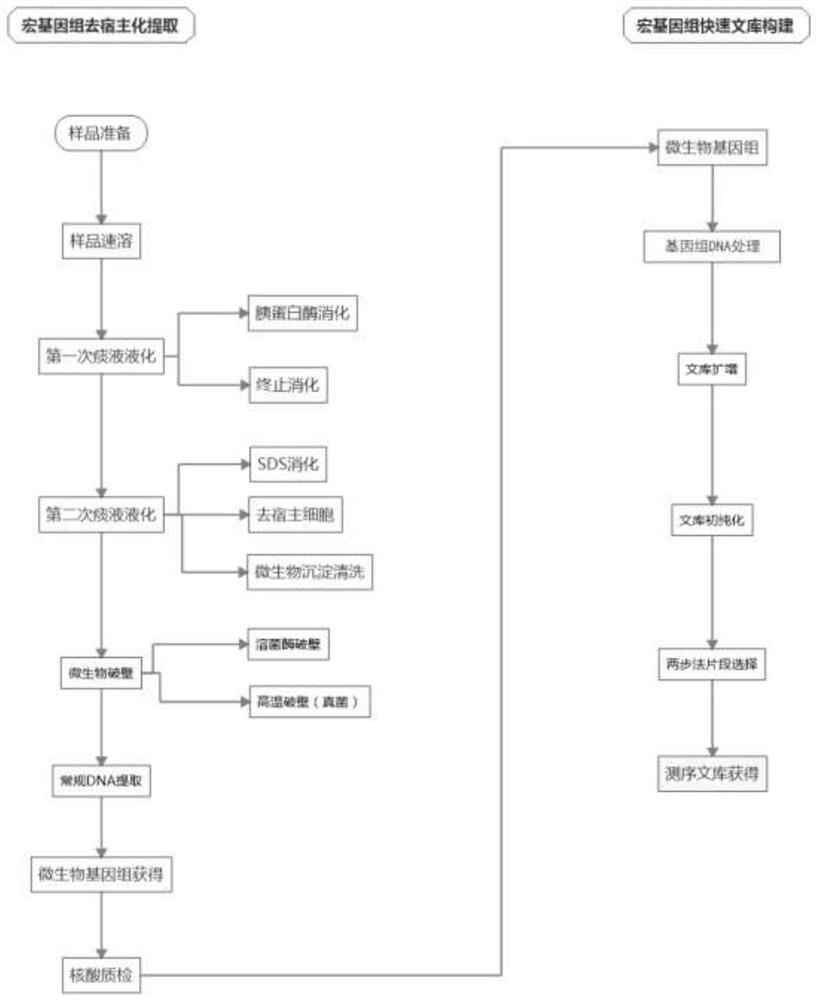 A method for dehosting extraction and library construction of sputum microbial metagenomics