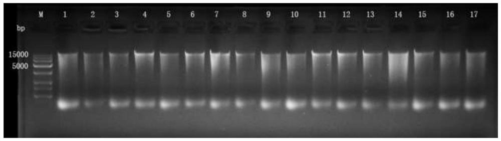 A method for dehosting extraction and library construction of sputum microbial metagenomics