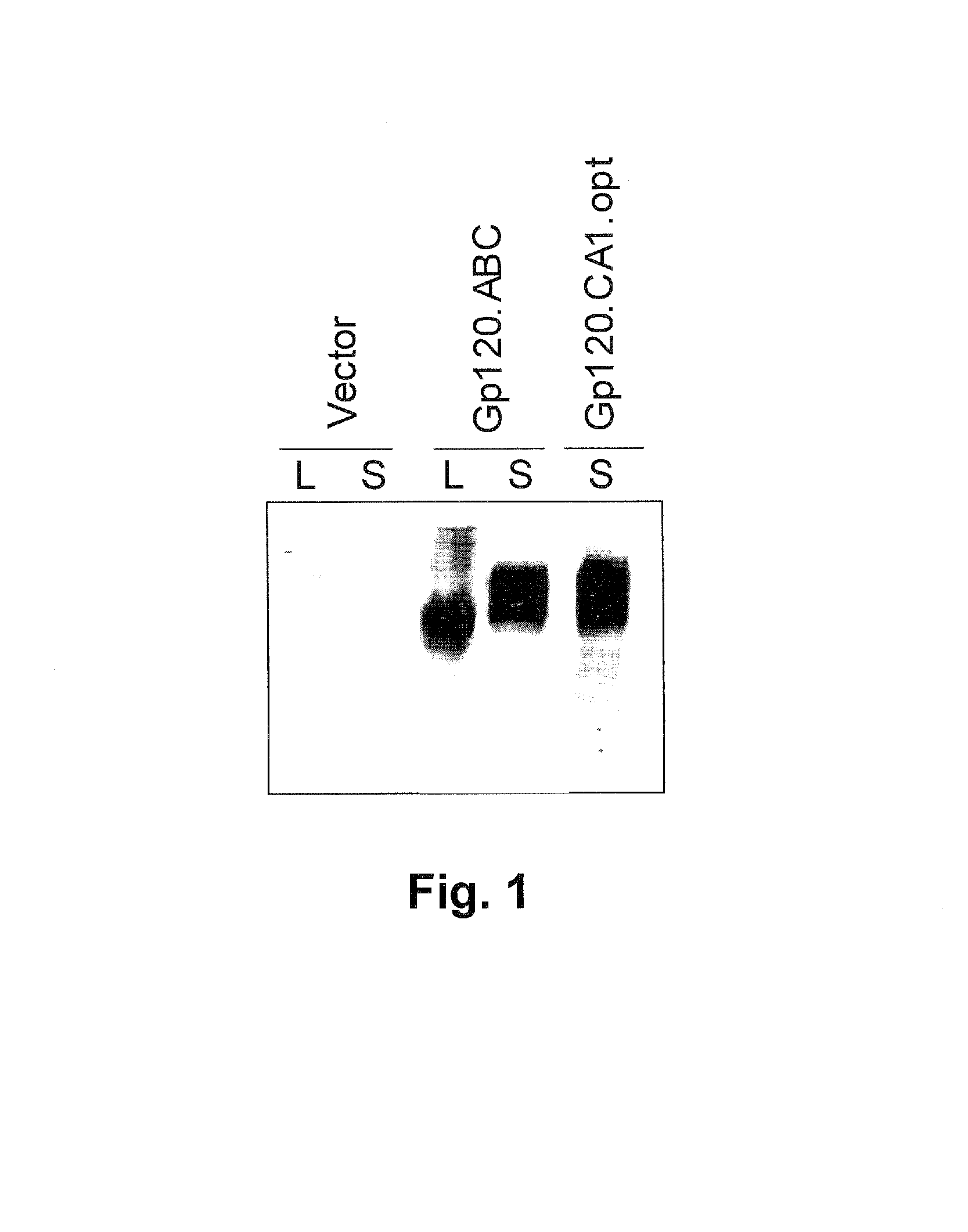 Recombinant HIV-1 gp120 immunogen with three different V3 loops from viruses of different clades