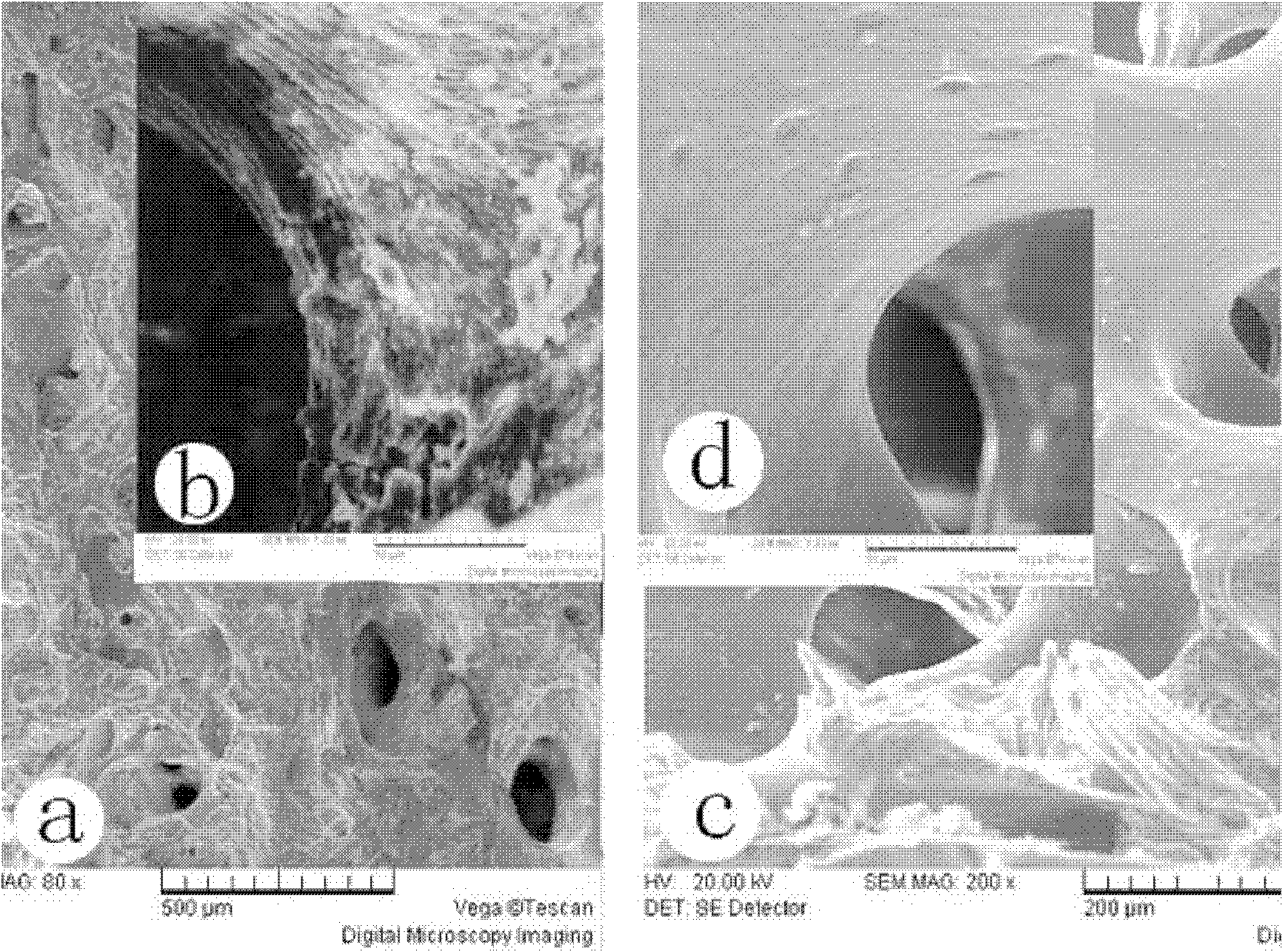 Acellular bone matrix composite with partially anti-freezing function and cell capturing function and preparation method thereof