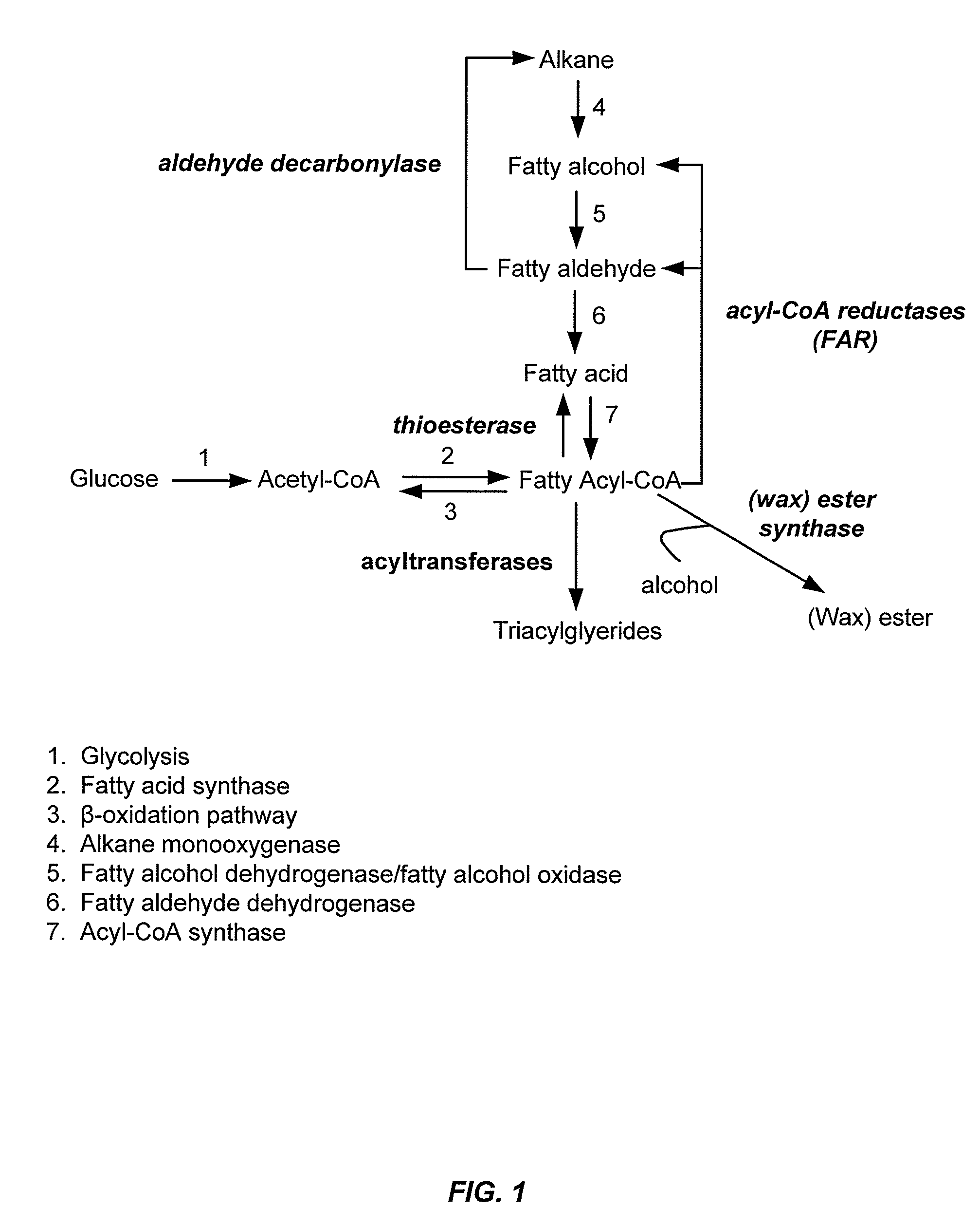 Gene disruptants producing fatty acyl-CoA derivatives