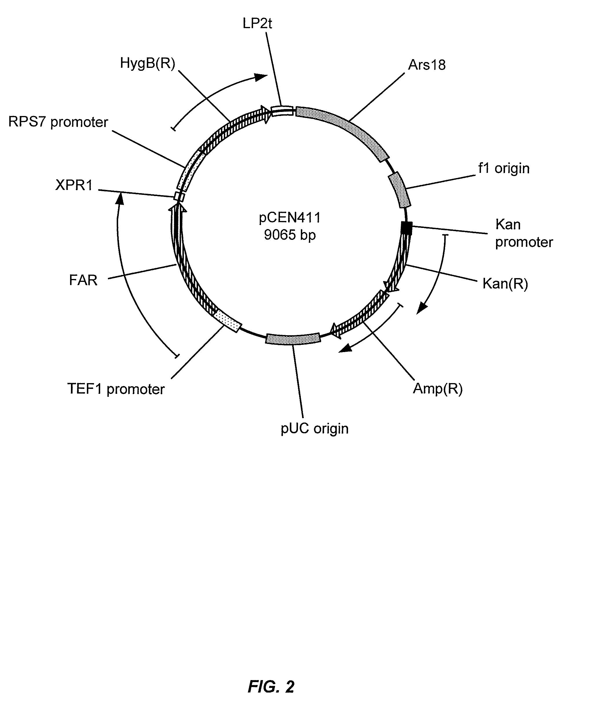 Gene disruptants producing fatty acyl-CoA derivatives