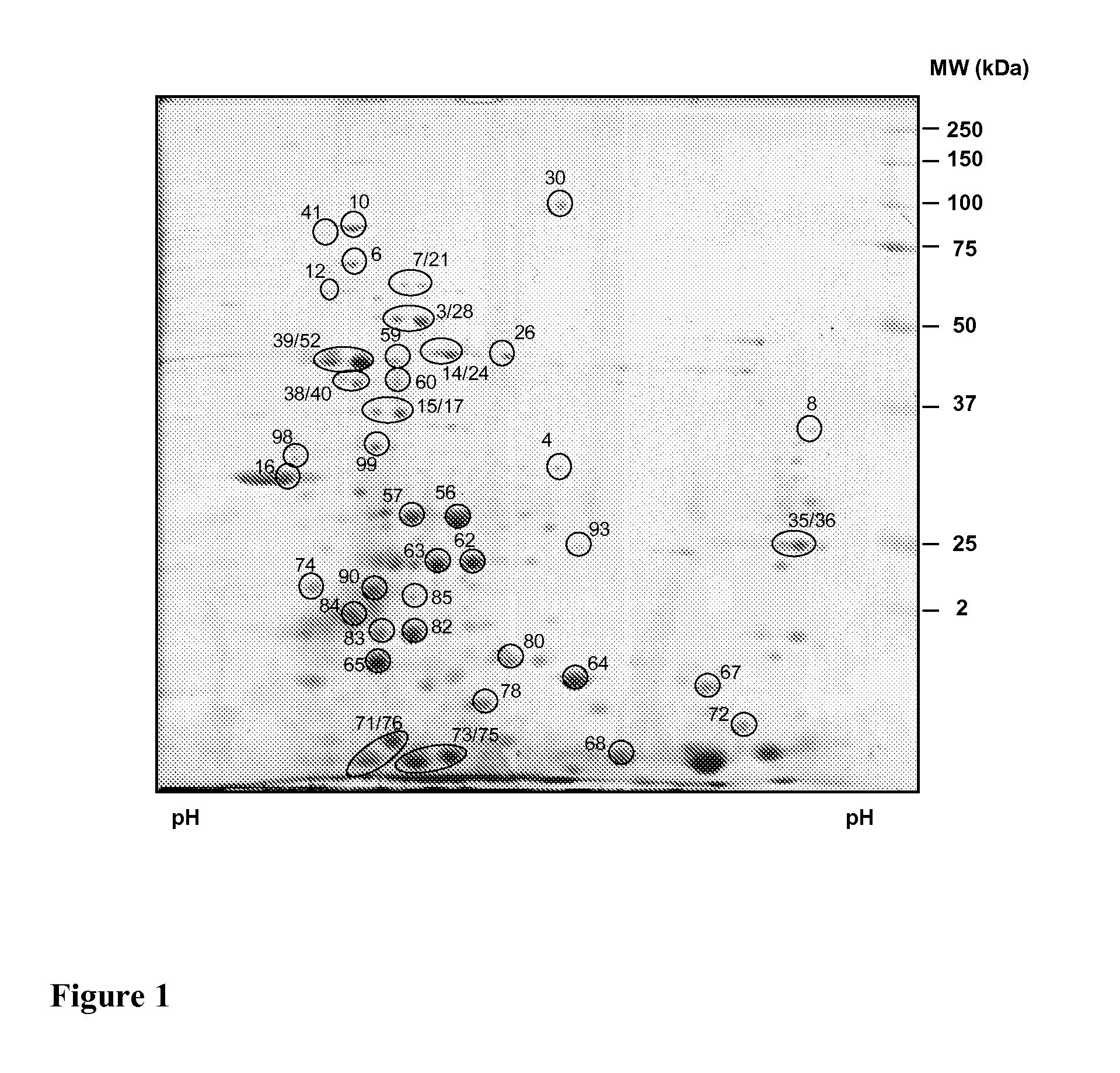 Antigenic polypeptides of chlamydia-related bacteria for diagnosis and vaccine