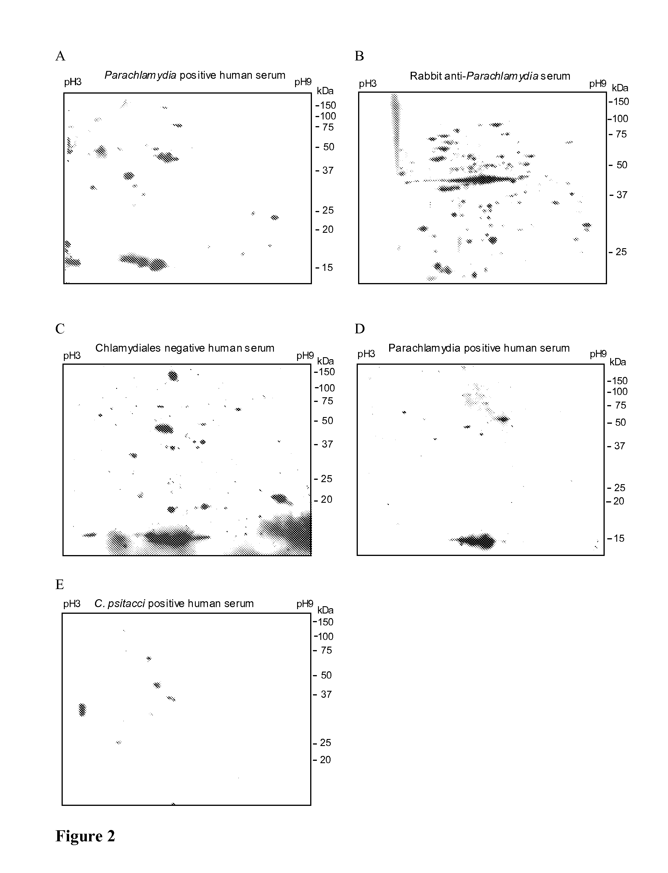 Antigenic polypeptides of chlamydia-related bacteria for diagnosis and vaccine