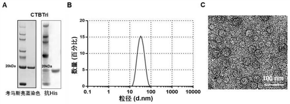 A fusion protein that can self-assemble into protein nanoparticles and its application