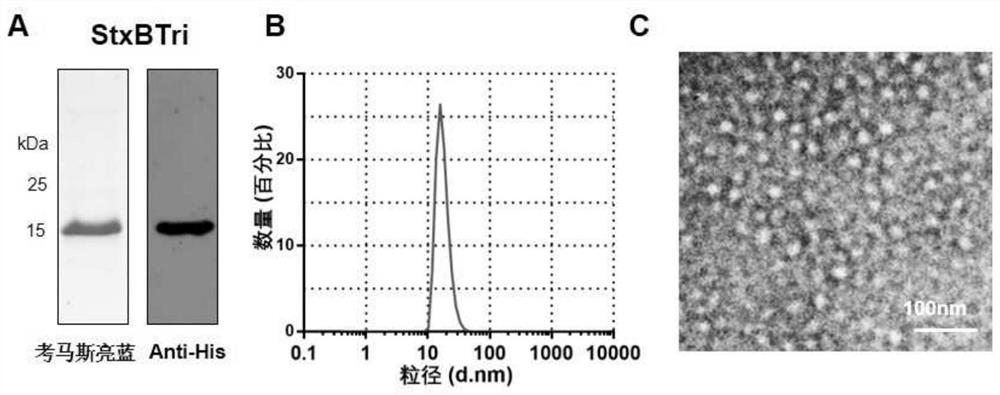 A fusion protein that can self-assemble into protein nanoparticles and its application