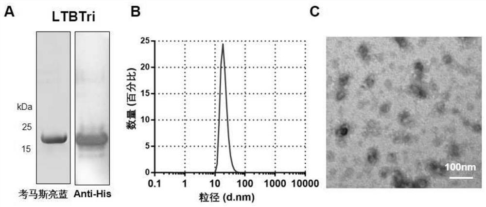 A fusion protein that can self-assemble into protein nanoparticles and its application