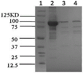 Nontoxic anthrax live vaccine and nontoxic anthrax strain