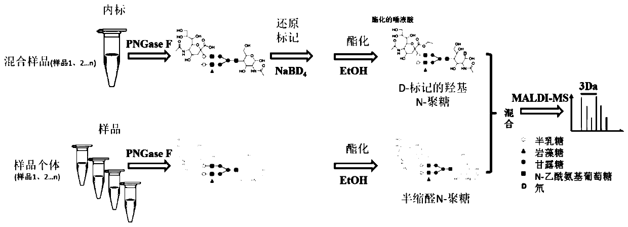 Isotope-labeled bionic sugar or sugar group and preparation method and applications thereof