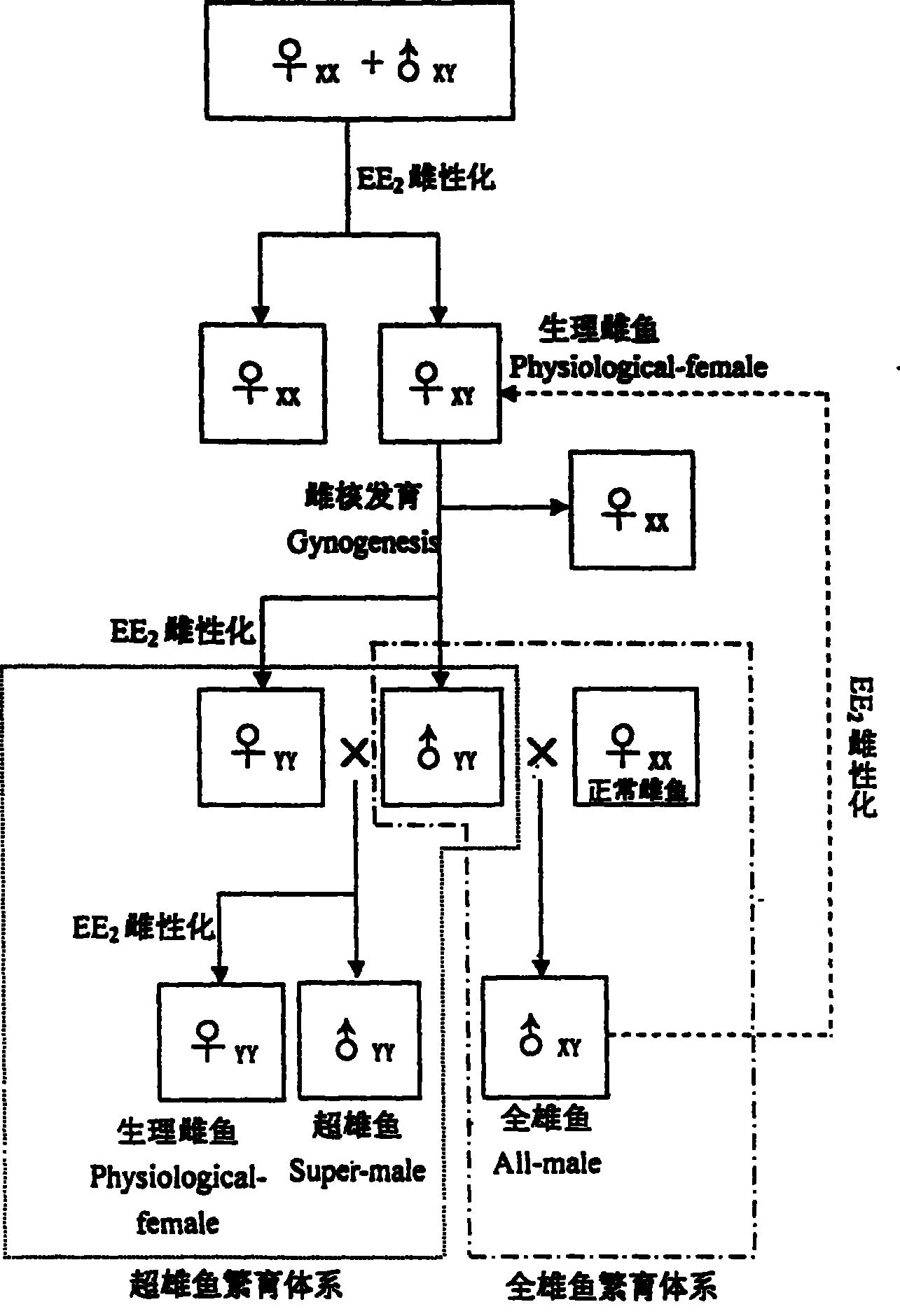 Method for continuously producing complete male pelteobagrus fulvidraco by sex reversion and embryonic development