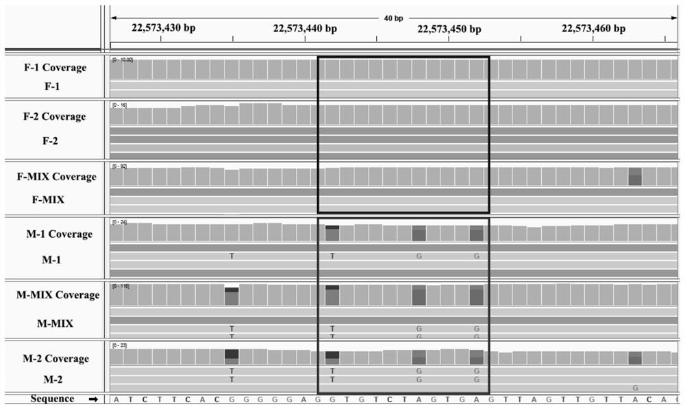 Molecular marker for identifying sex of haliotis discus hannai and primer thereof