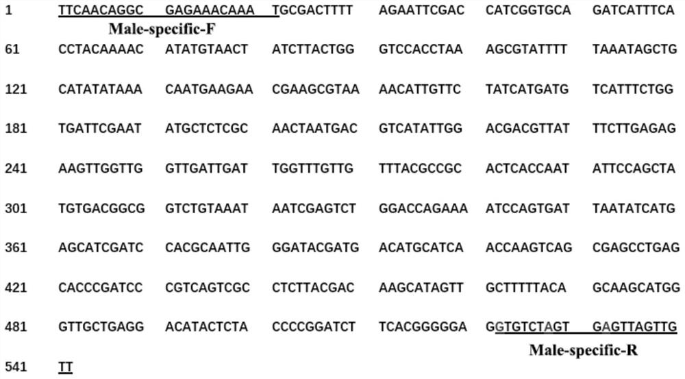 Molecular marker for identifying sex of haliotis discus hannai and primer thereof