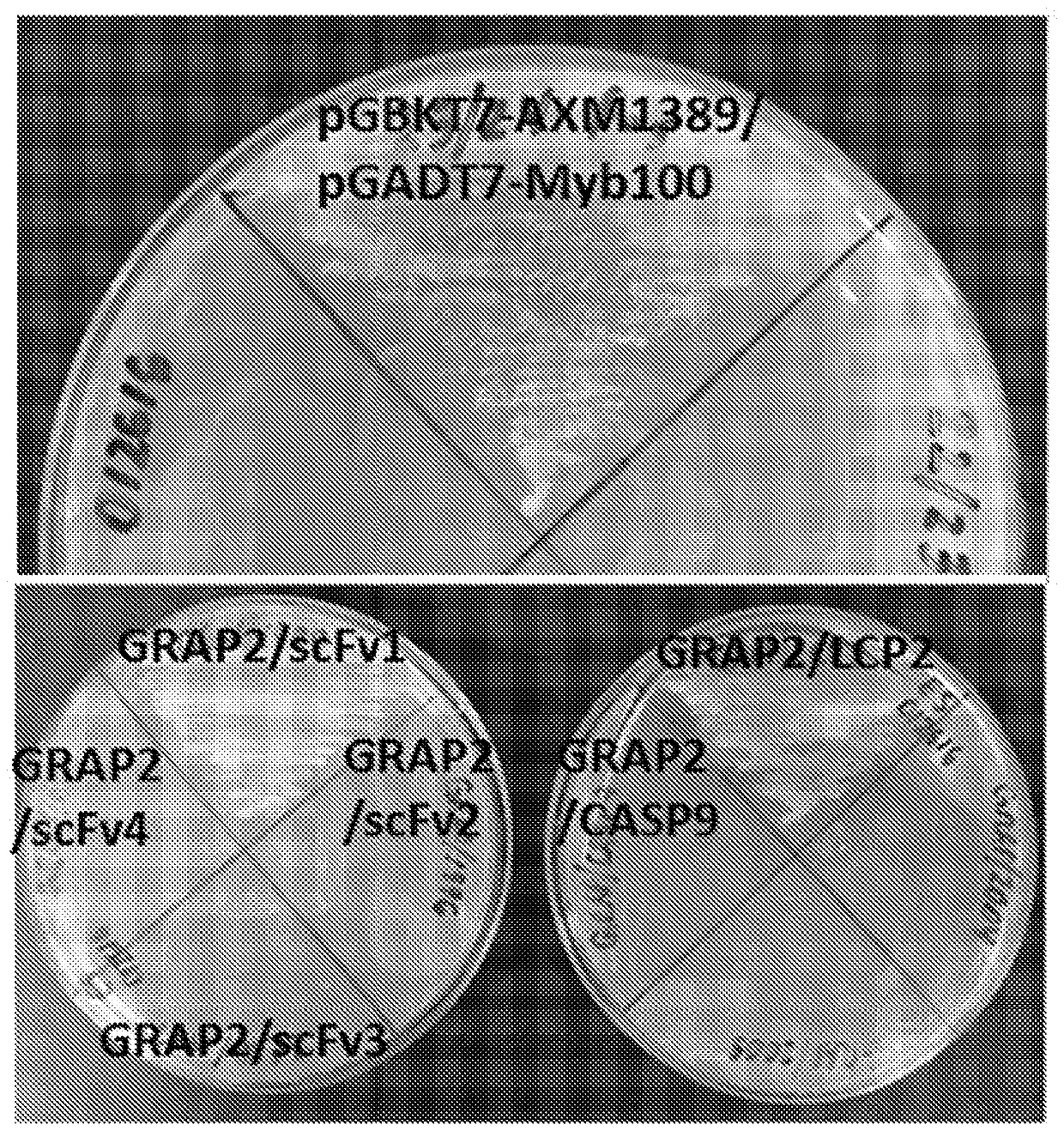 Methods of identifying and validating affinity reagents