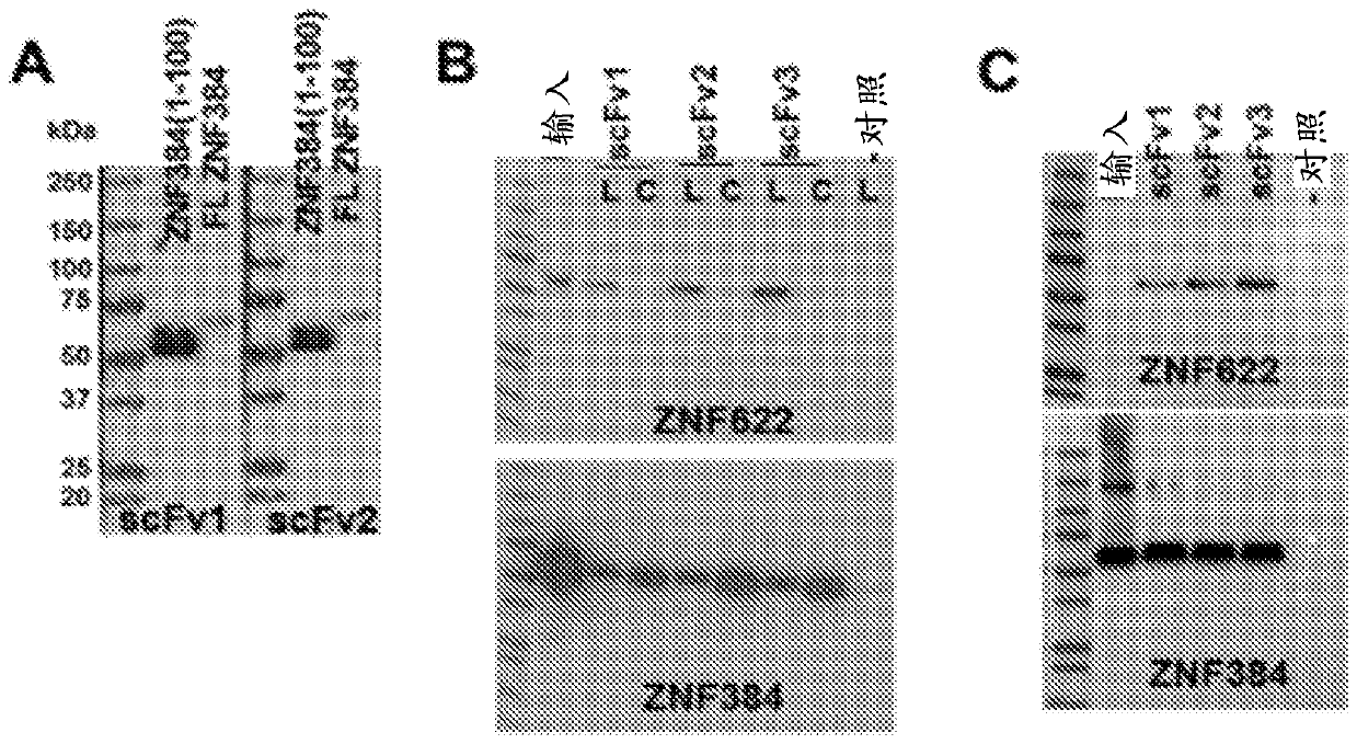 Methods of identifying and validating affinity reagents