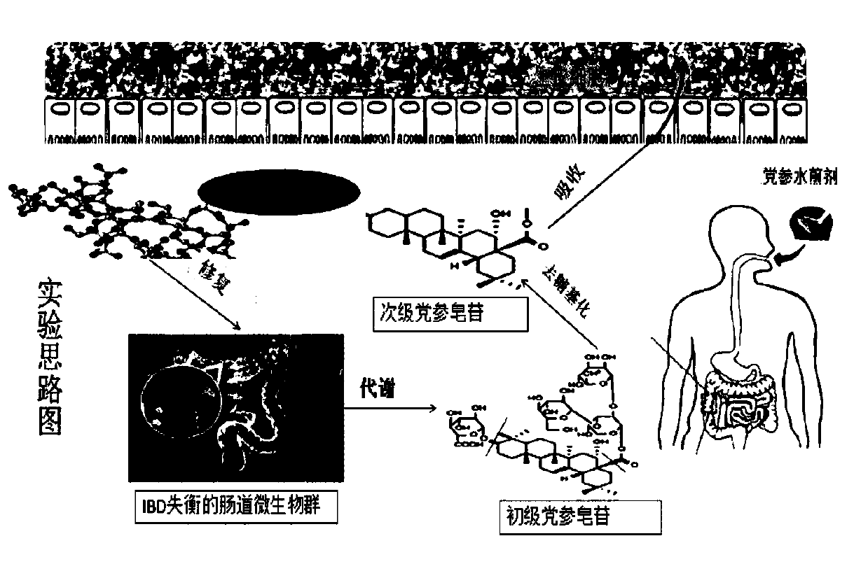 Application of codonopsis pilosula polysaccharide as medicine for regulating intestinal flora of human body