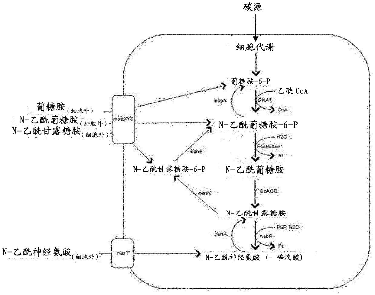 In vivo synthesis of sialylated compounds