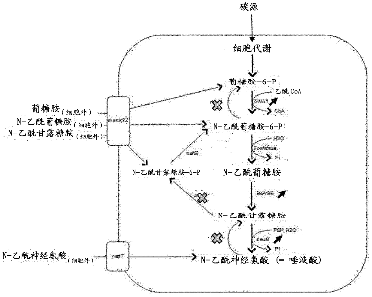 In vivo synthesis of sialylated compounds