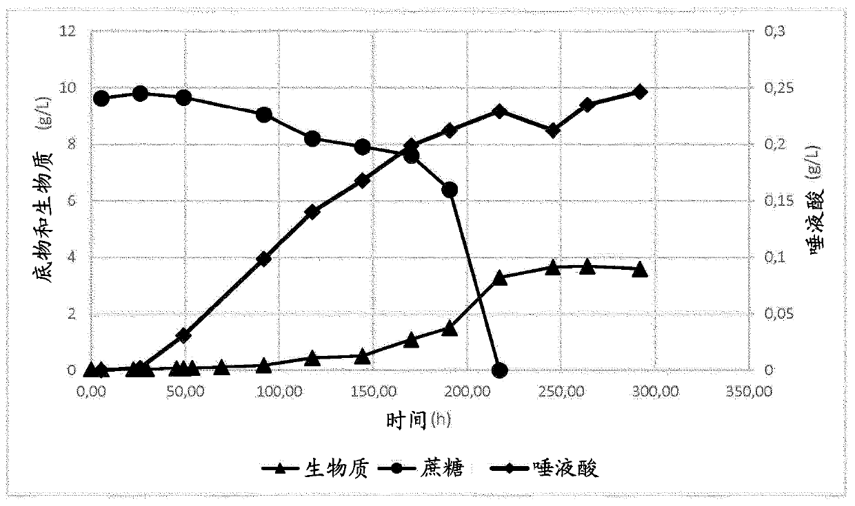 In vivo synthesis of sialylated compounds