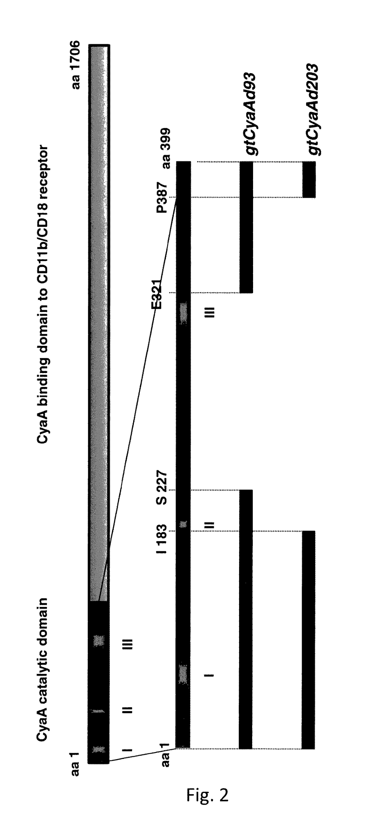 HPV/CyaA-based chimeric proteins and their uses in the induction of immune responses against HPV infection and HPV-induced disorders