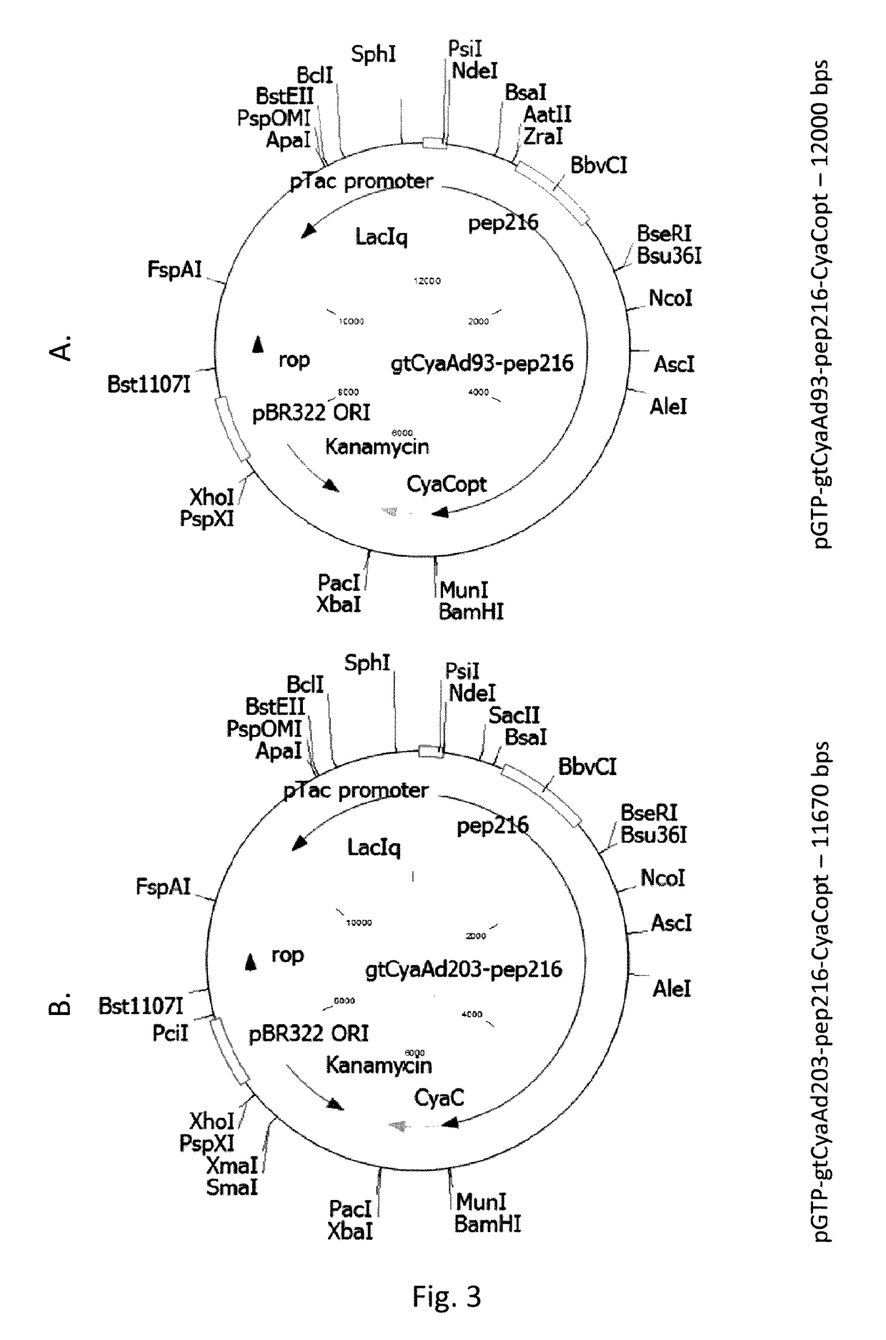 HPV/CyaA-based chimeric proteins and their uses in the induction of immune responses against HPV infection and HPV-induced disorders