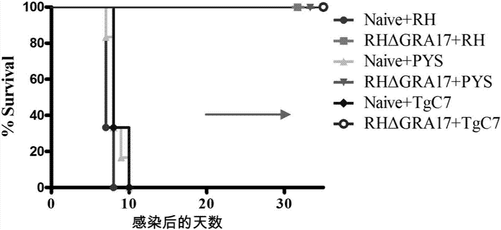 Attenuated live vaccine used for preventing toxoplasma infection and application of attenuated live vaccine