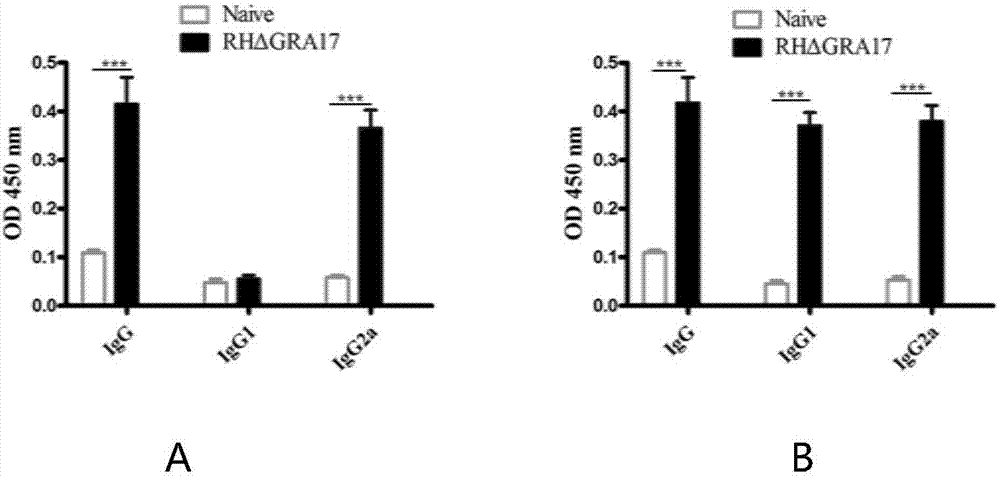 Attenuated live vaccine used for preventing toxoplasma infection and application of attenuated live vaccine