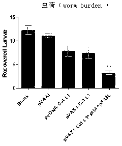 Vaccine composition for improving immune protective rate of anti-Fasciola hepatica Cat L1 DNA, and preparation method thereof