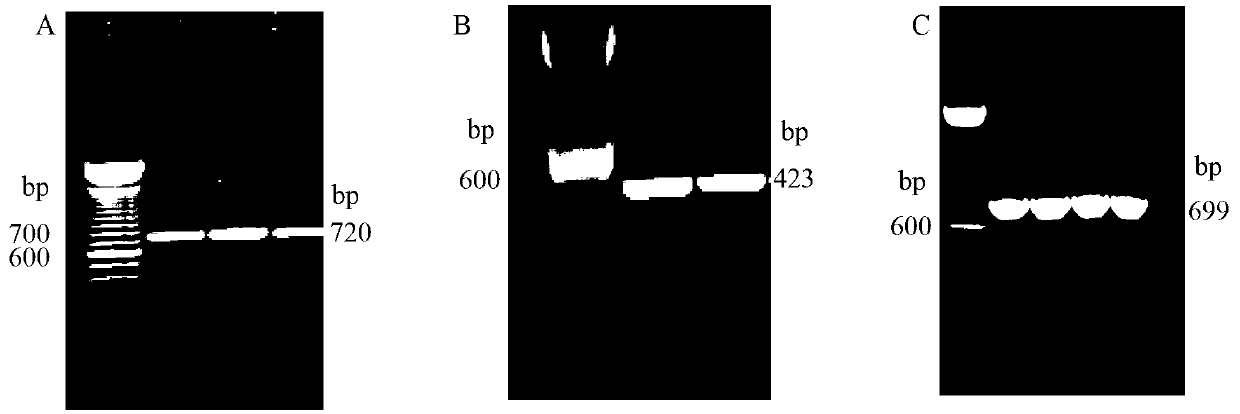 Vaccine composition for improving immune protective rate of anti-Fasciola hepatica Cat L1 DNA, and preparation method thereof