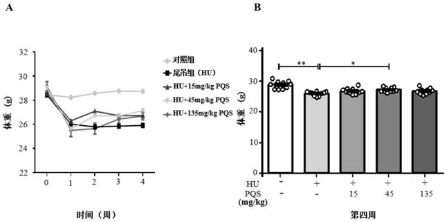 Application of panax quinquefolius stem and leaf total saponins in preparation of composition for resisting bone loss