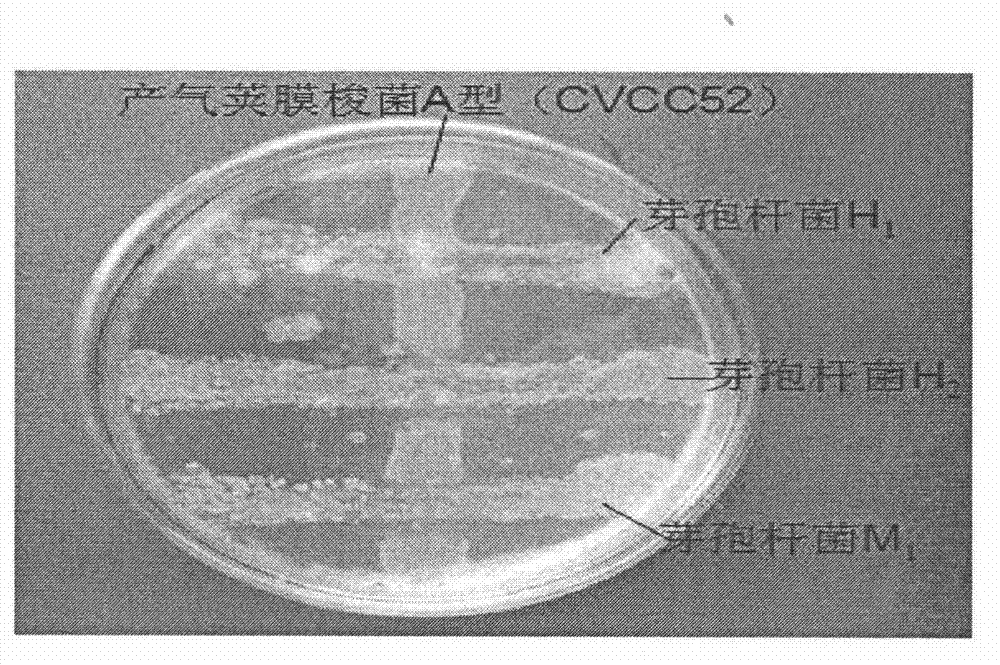 Bacillus licheniformis H2 and application thereof