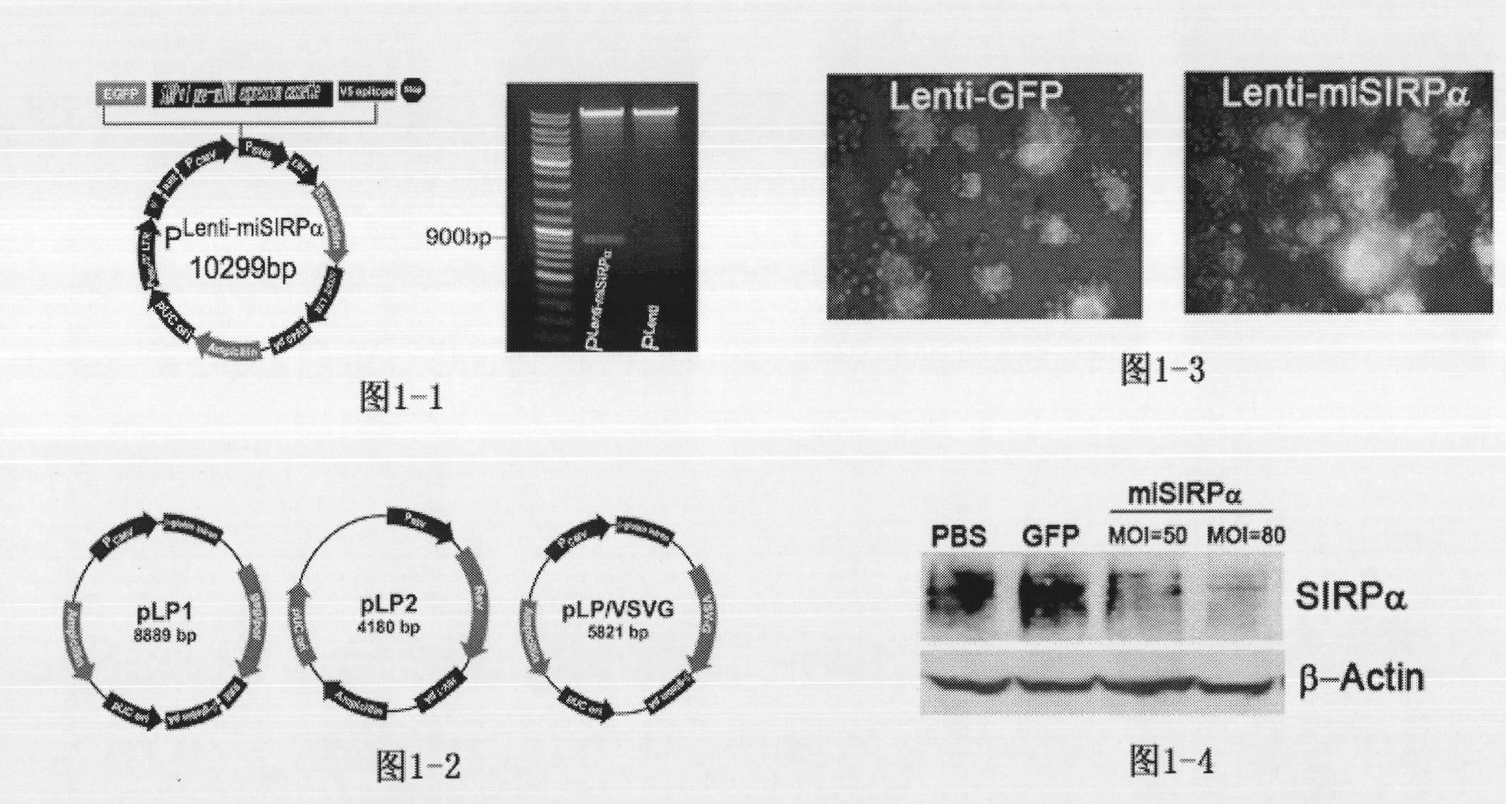 Application of signal adjusting protein alpha in preparation of DC vaccine for preventing and treating tumors