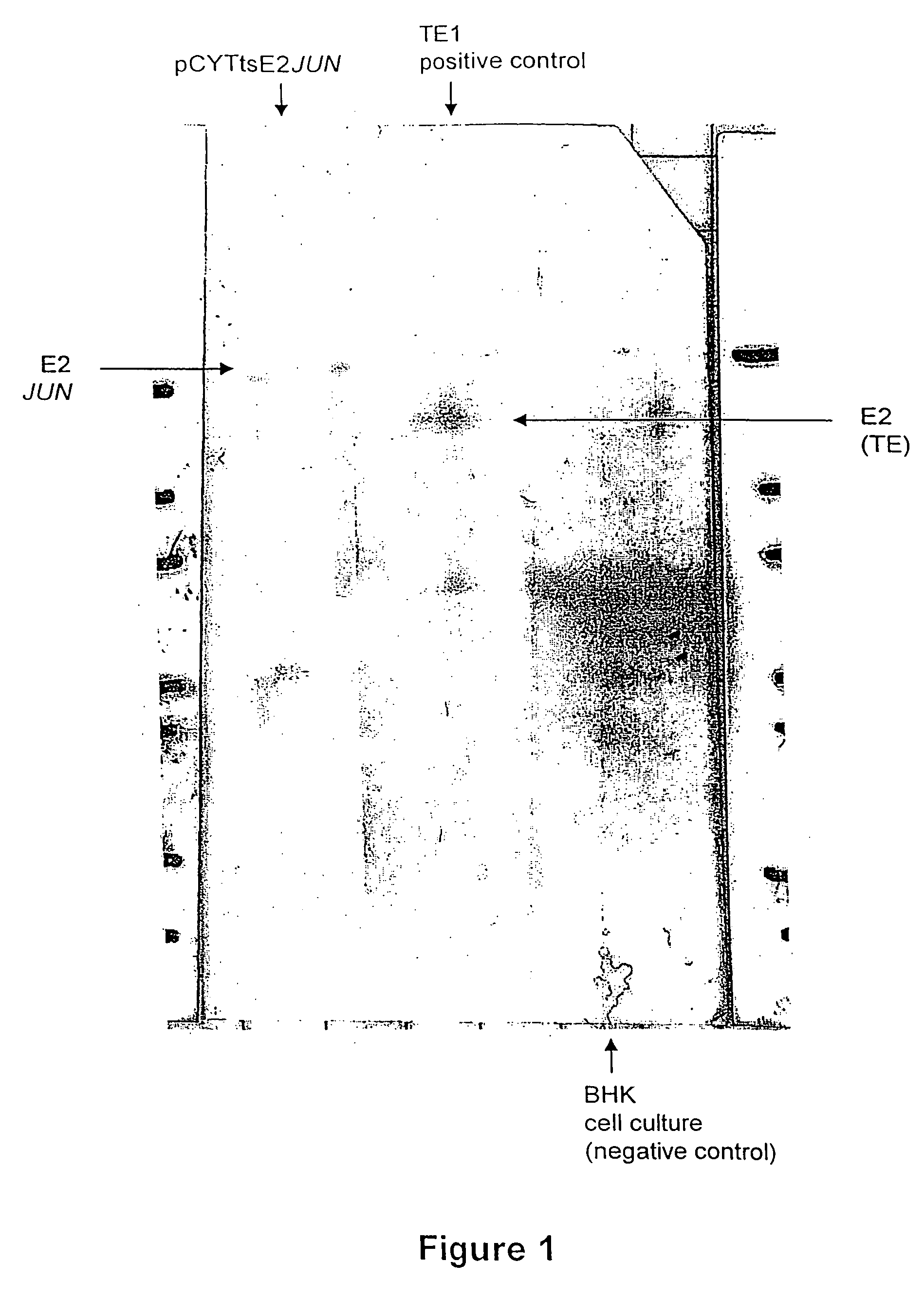 Ordered molecular presentation of antigens, method of preparation and use