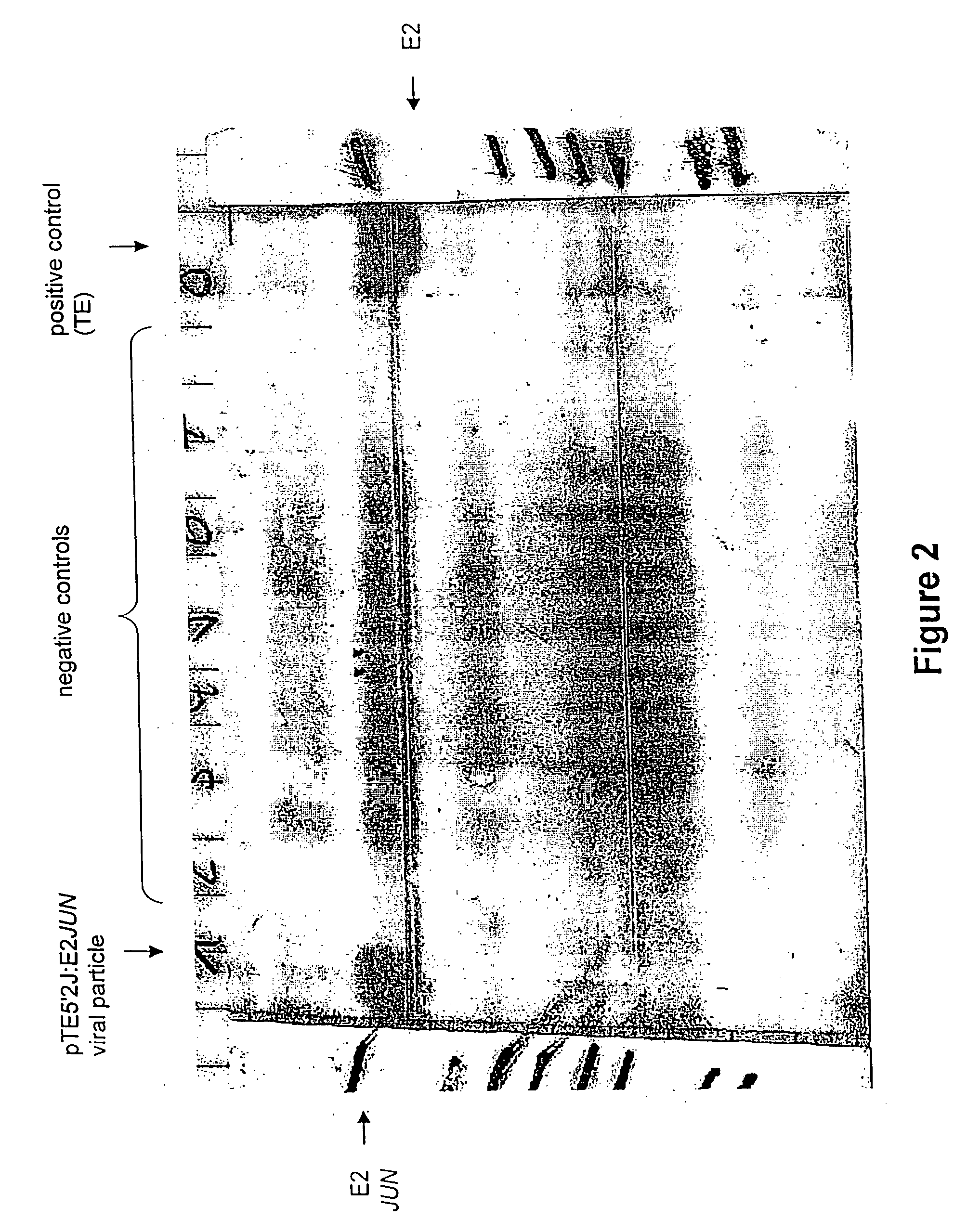 Ordered molecular presentation of antigens, method of preparation and use